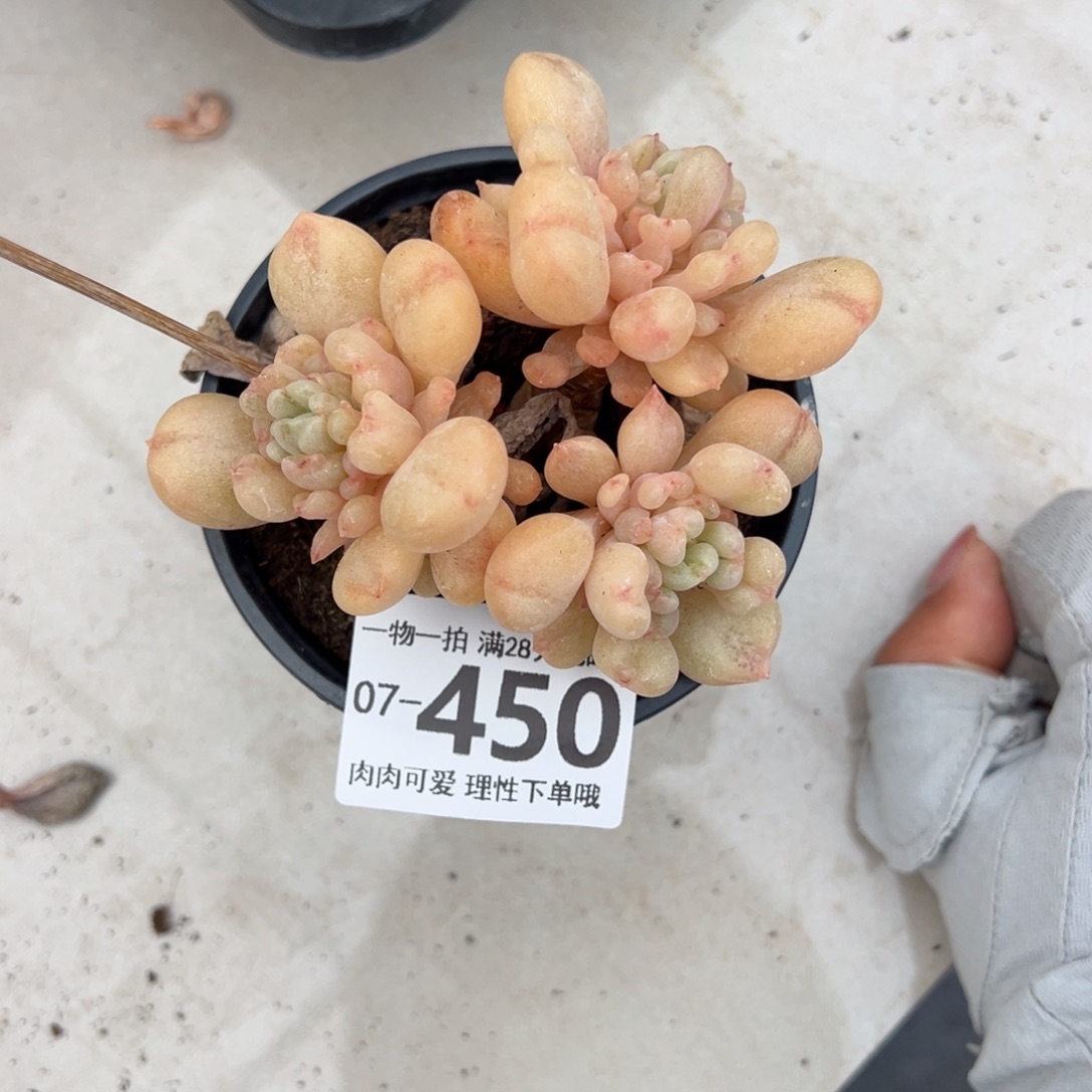 艾尔盖茨多肉多肉多肉多肉