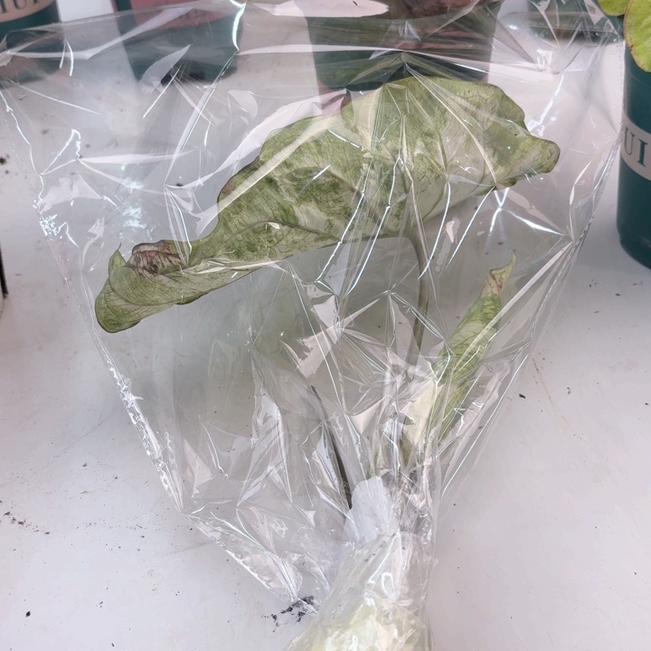 不开花植物月亮之上