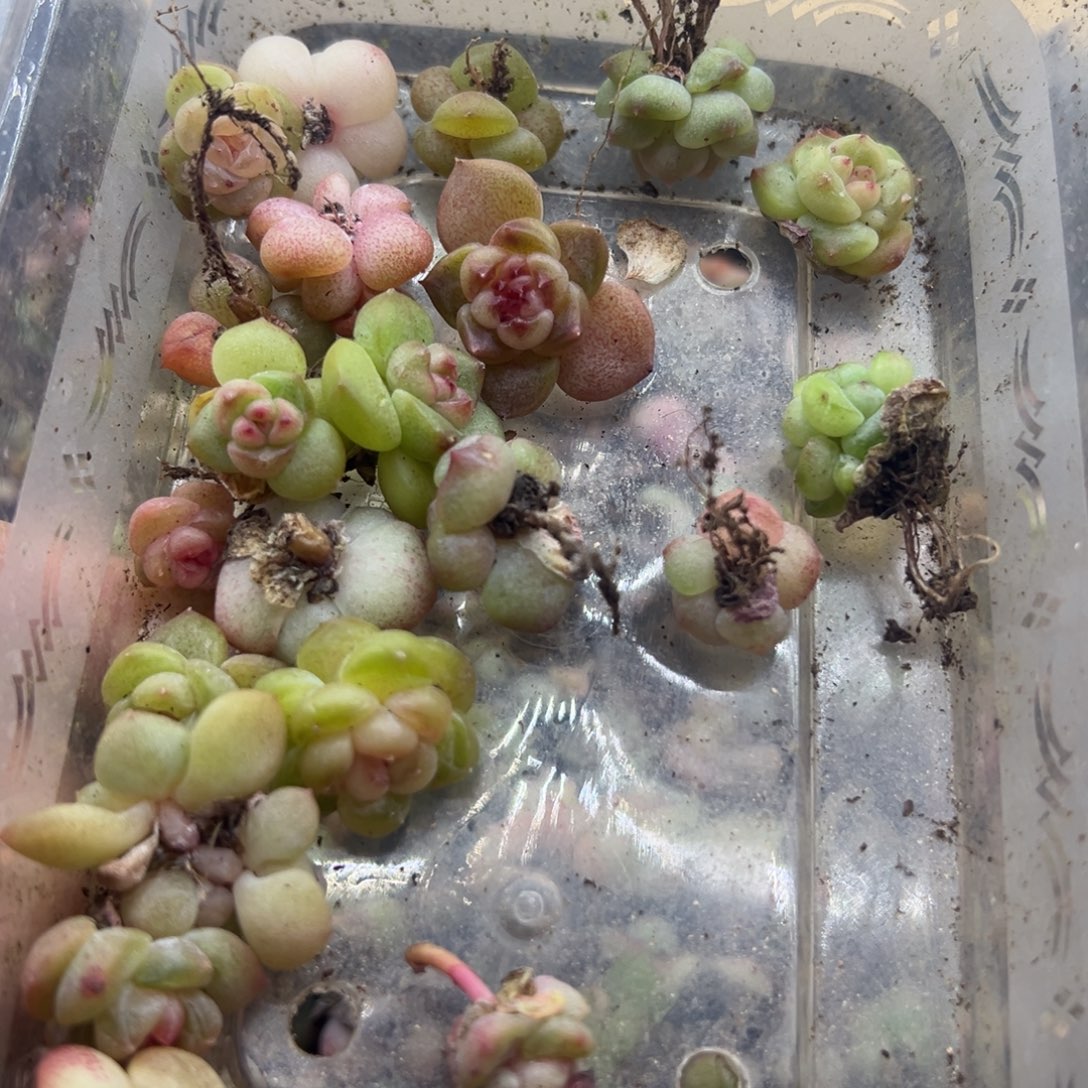 永***盛糖心多肉一物一拍23号