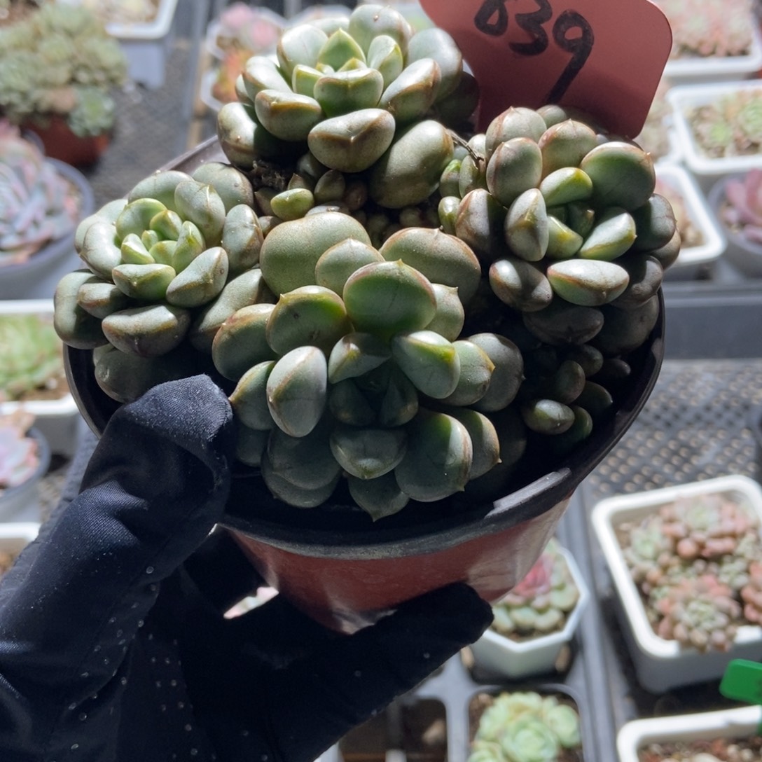 839葡萄多肉植物多肉