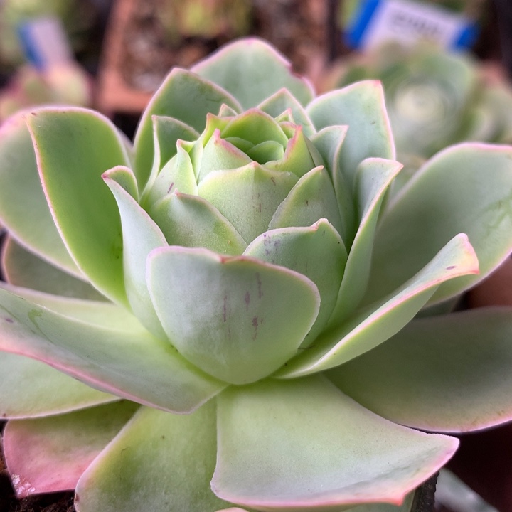 一物一拍星辰金凌002