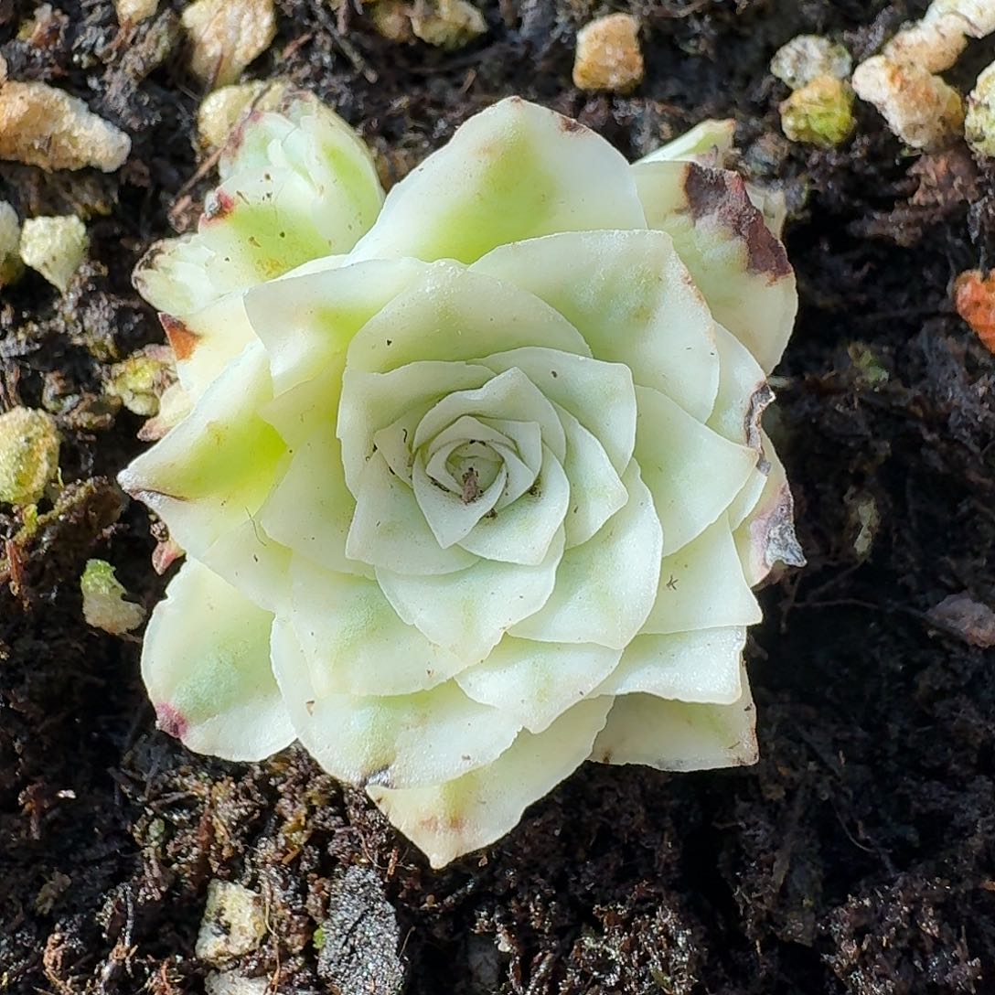 是***呀高锦秋夕生长期一物一拍