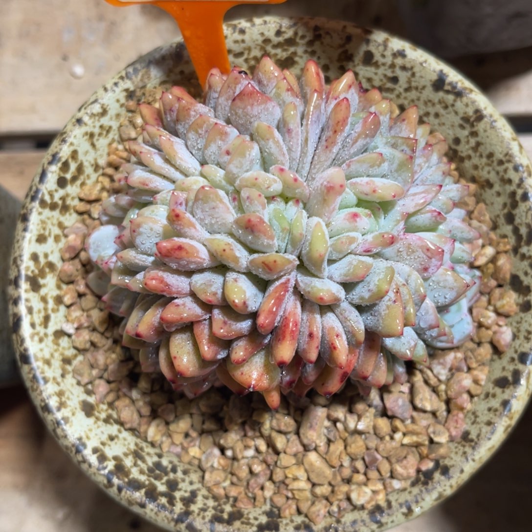 P***N云尘多肉一物一拍不含盆835