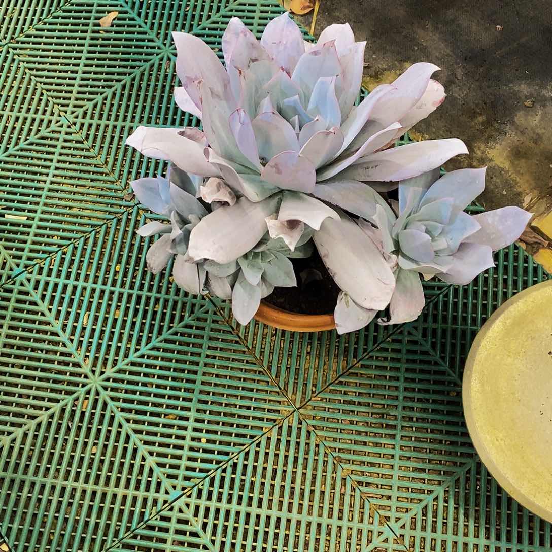 L*！老桩广寒宫多肉植物