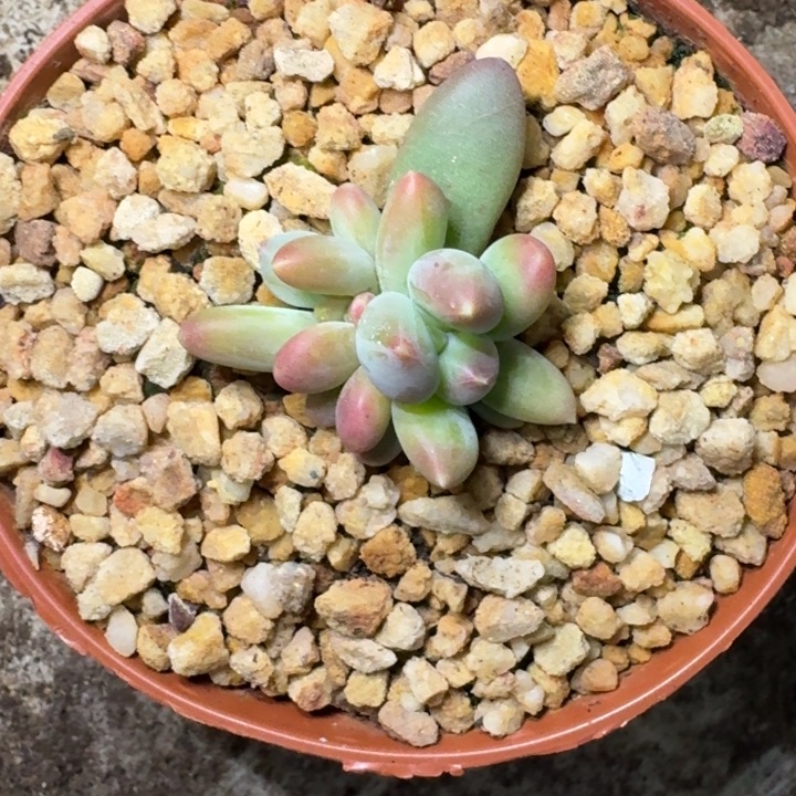 迷雾森林 叶插  一物一拍