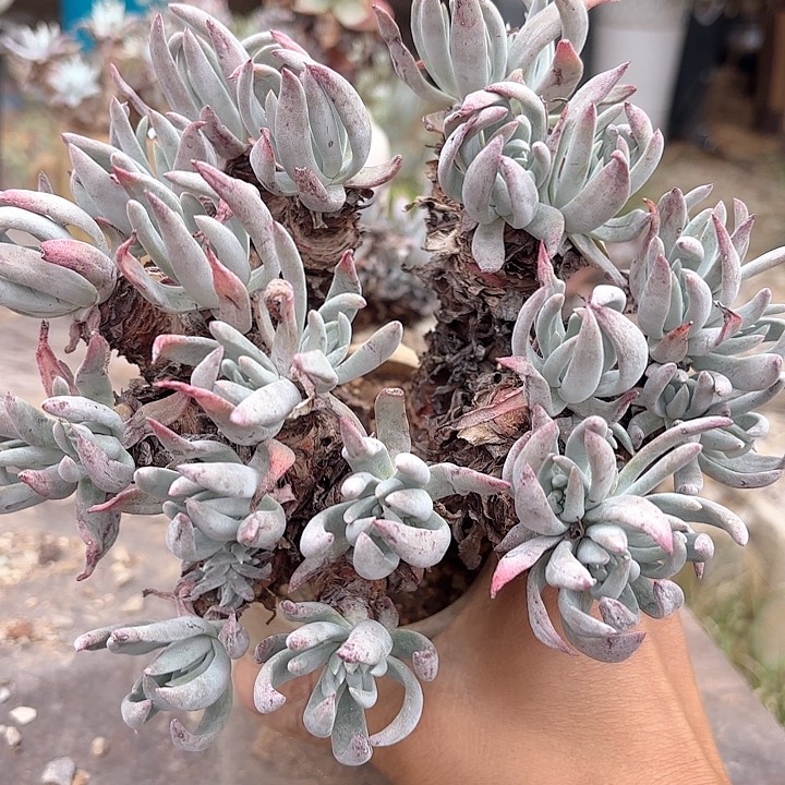 仙女杯多肉植物提取