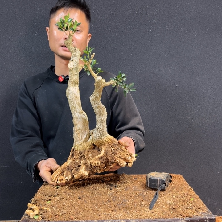 双***子无花朵黄杨等地的一些地方