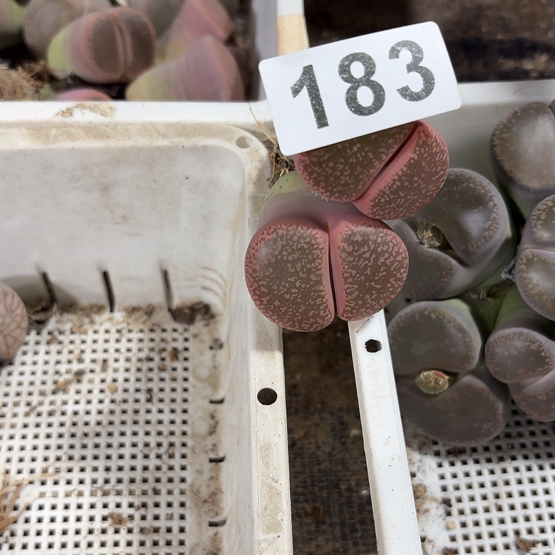 木***子生石花一物一拍183