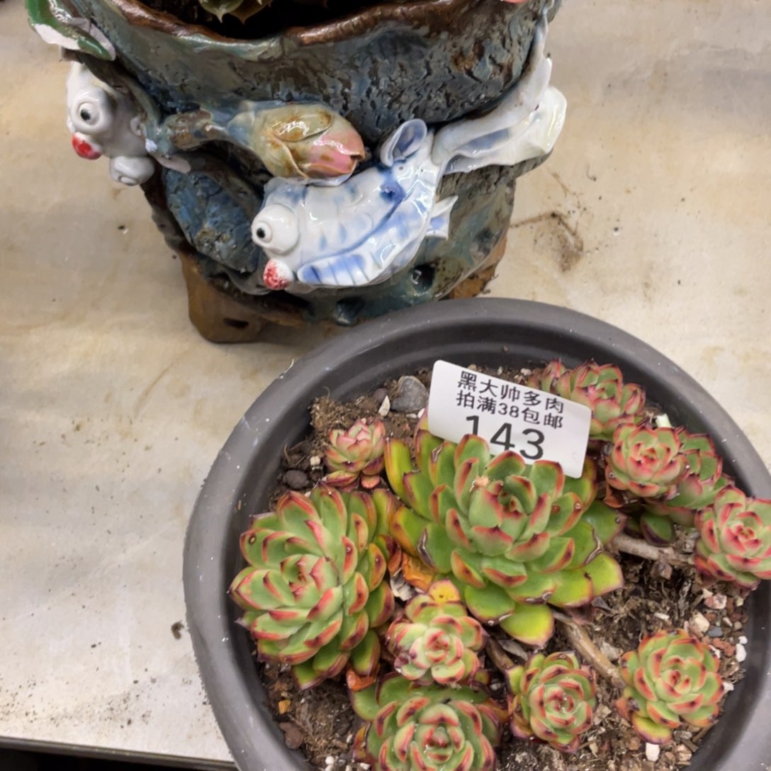 黑大帅多肉143保利