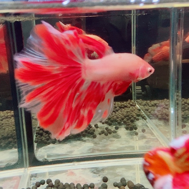 斗鱼黑199号巨斗半月