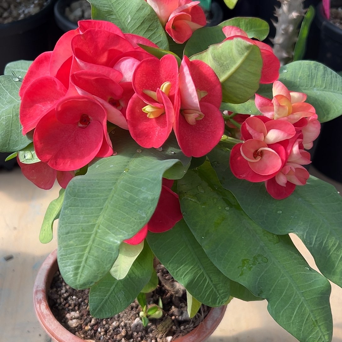 用***8粉红大亨泰国大花虎刺梅