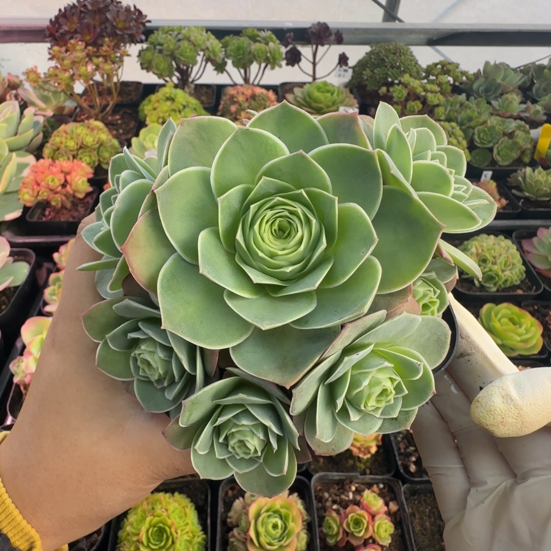 L704半城玫瑰紫姬不含盆土