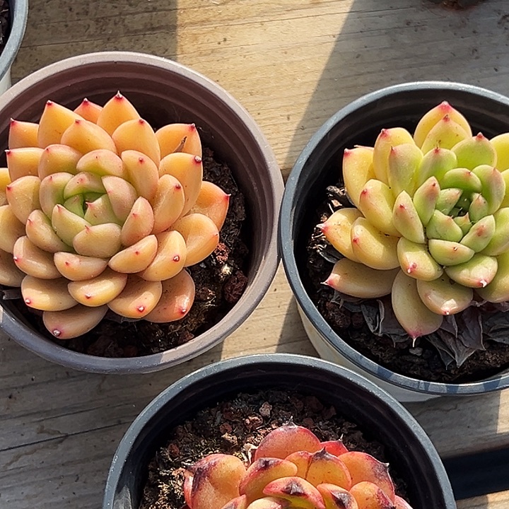 单头星空珍妮，单头春春珍妮，山果珍妮