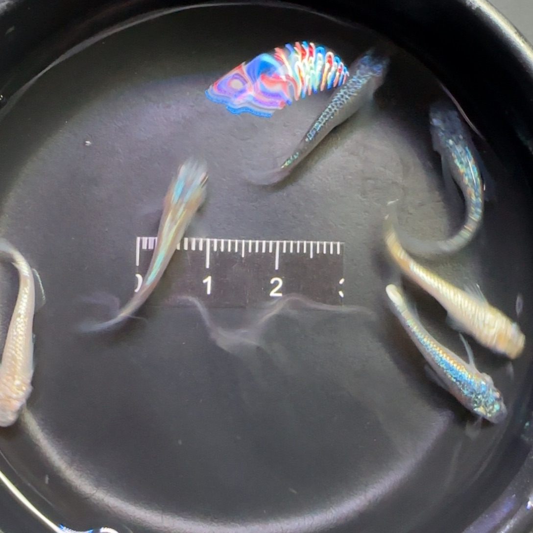青鳉鱼观背青鳉鱼直播间118