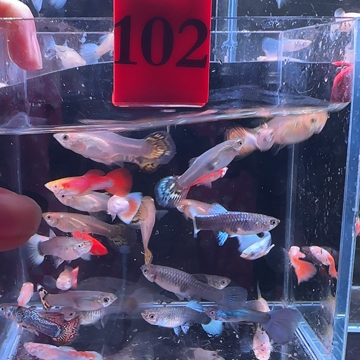 孔雀鱼102号，30条
