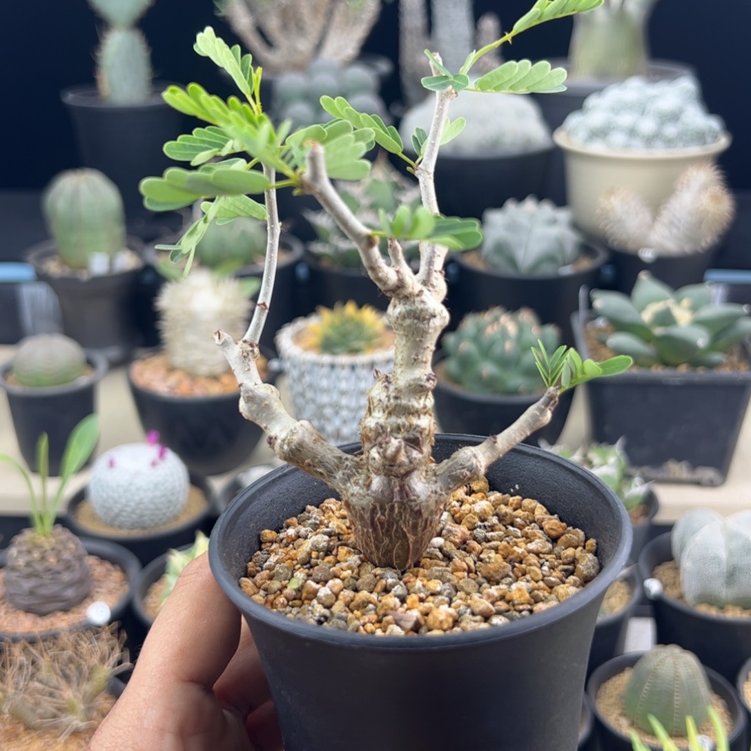 L***n沙漠苏木实生一物一拍