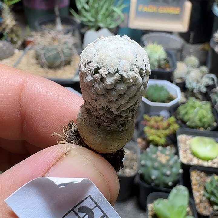 290蔷薇丸脱土发货