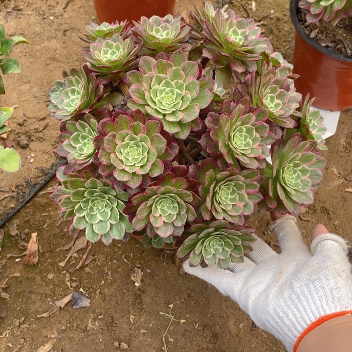 778莲花断枝法师多肉断枝不售后