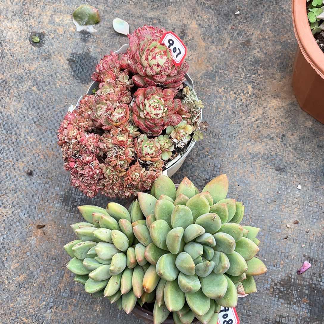 907-908两颗 一物一拍多肉