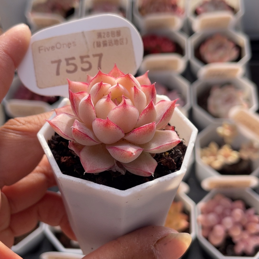 女王7557-4.0厘米