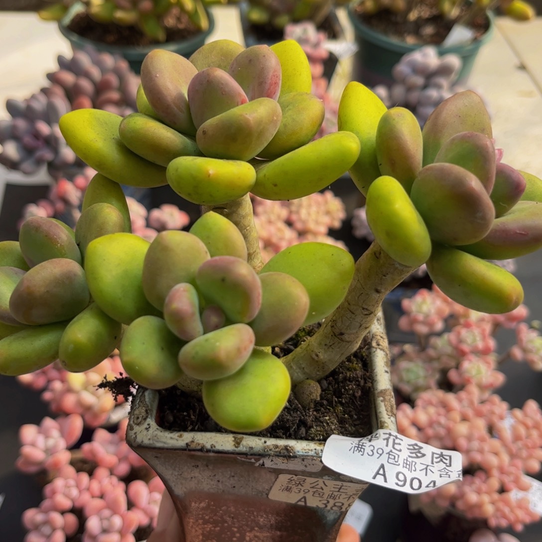 904芒果奶12cm多肉植物