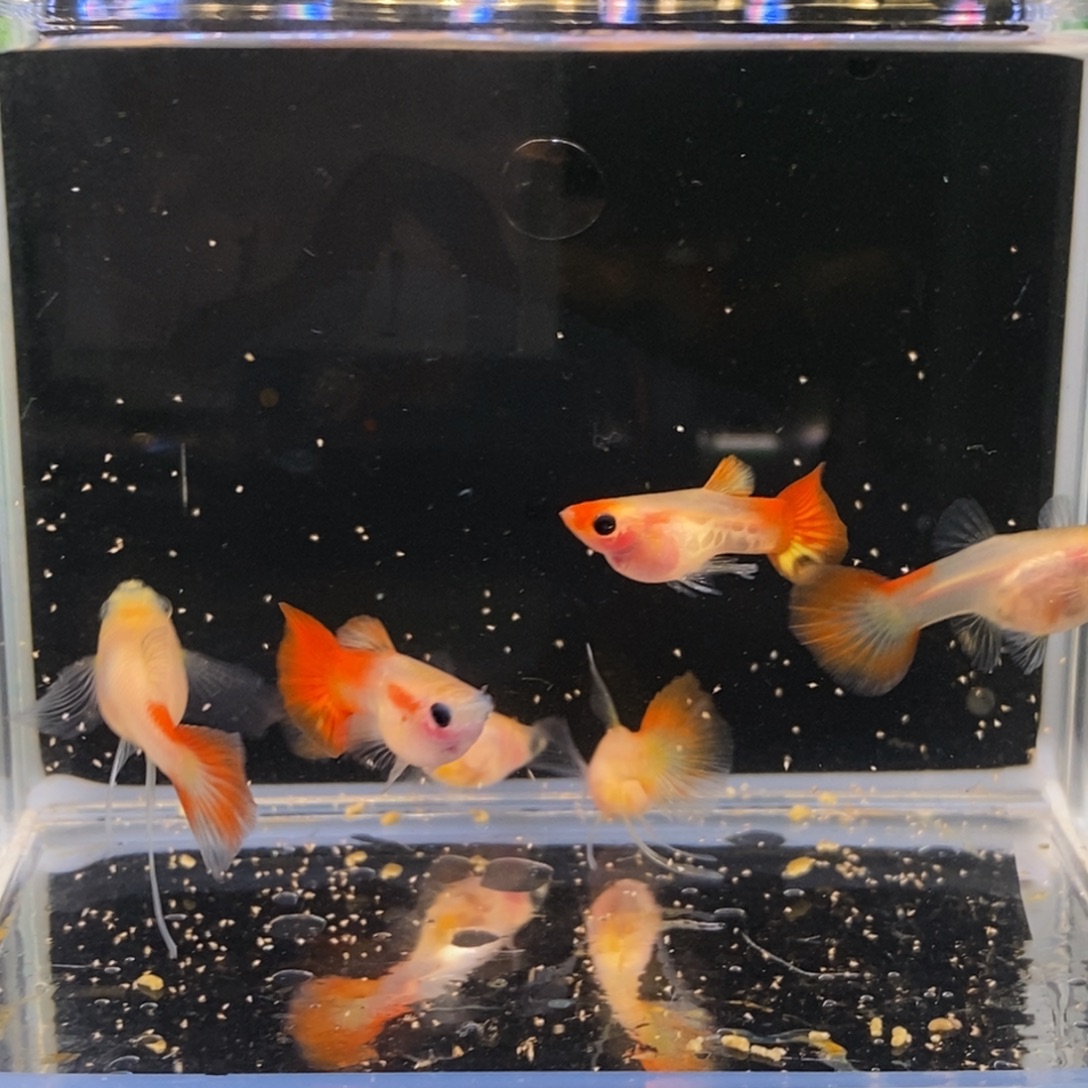 孔雀鱼银河琉璃短球c两对加两普通