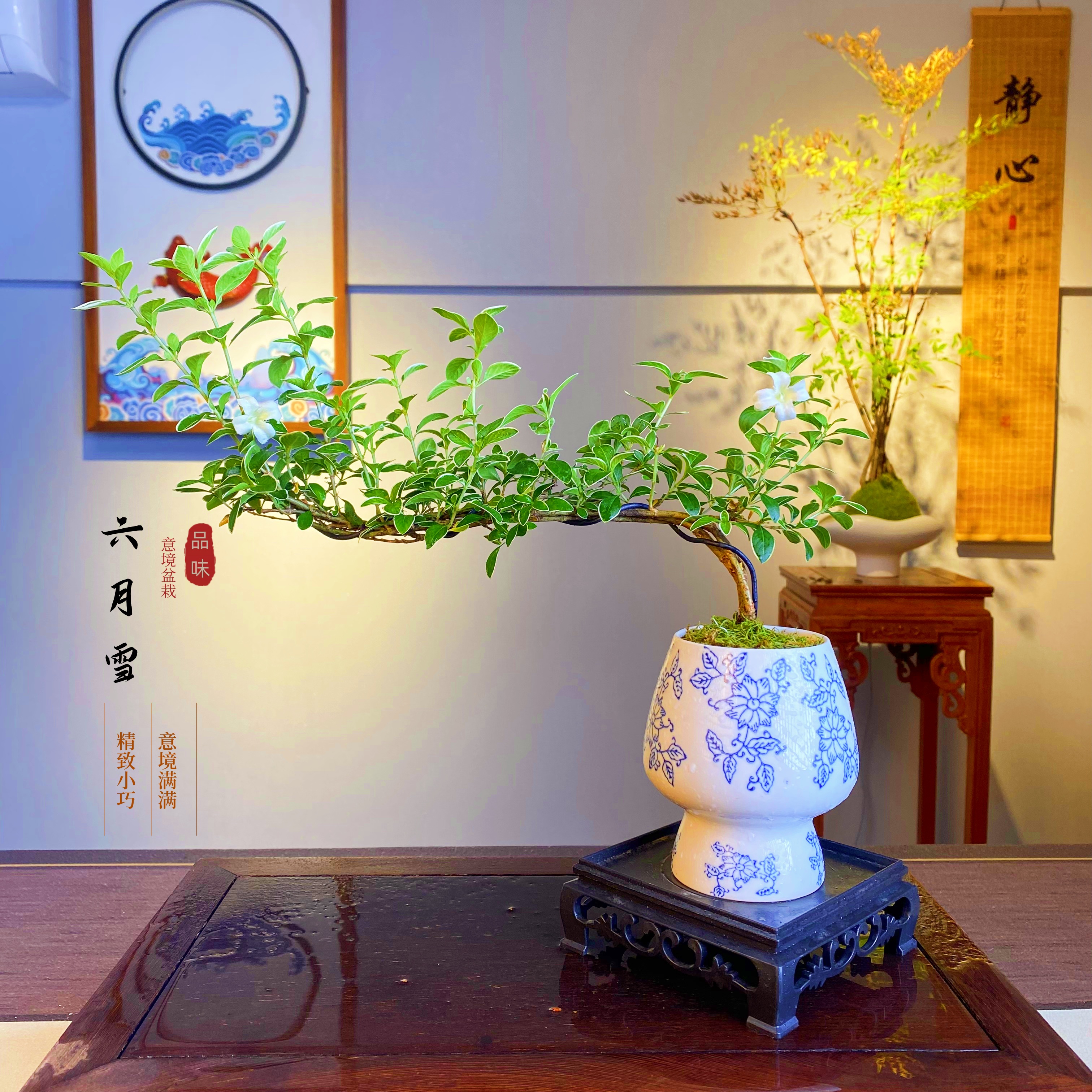 六月雪盆栽绿植室内客厅书房办公室茶桌四季好养美观装饰