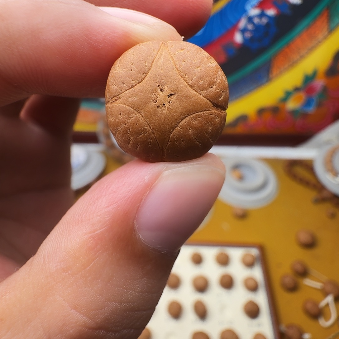 极****18红皮麒麟单籽，一物一图