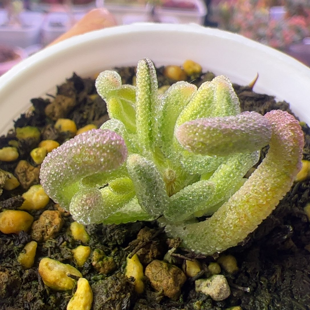 多肉植物枝干超白带拉丝