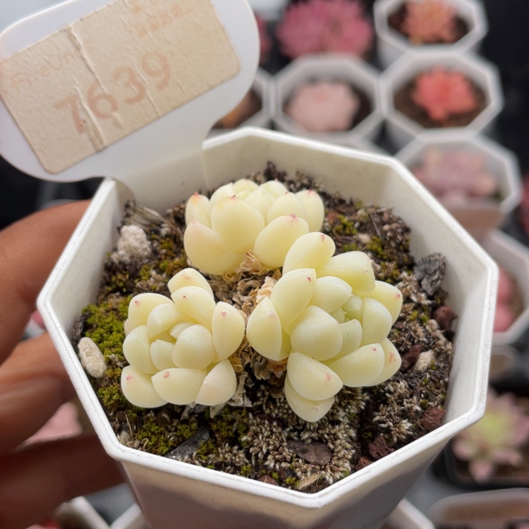 白月光7639-4.0厘米