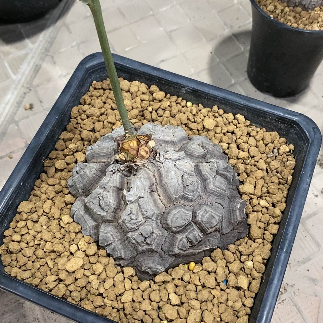 墨西哥龟甲龙龟甲龙