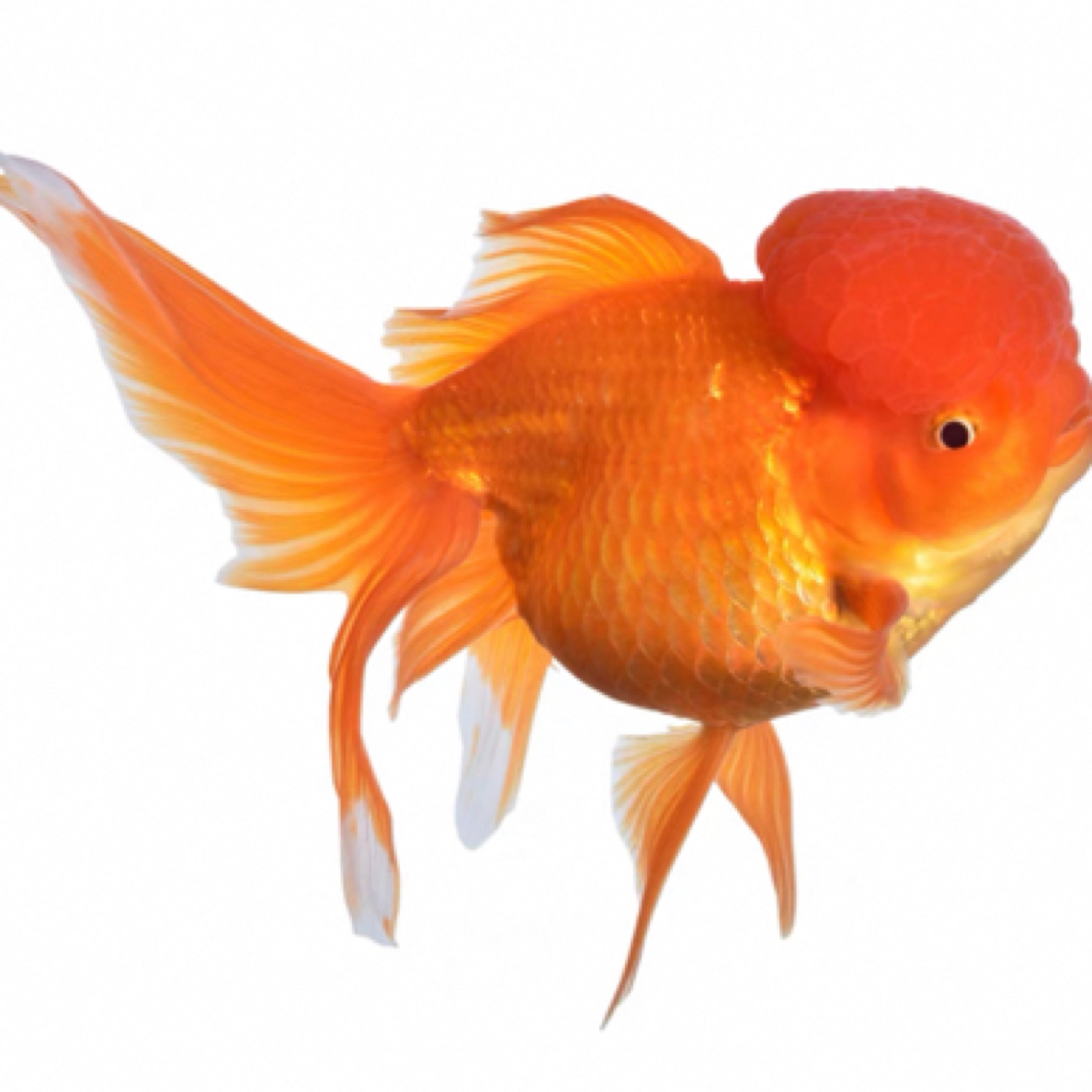 国粹金鱼 15条 6-8公分冷水鱼观赏鱼蝶尾龙睛国狮鸿运当头 