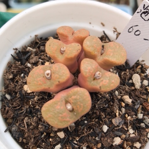 多肉肉锥 泡泡勋章