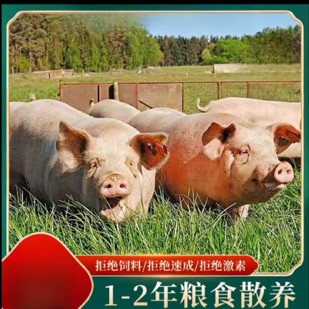 东北笨猪肉前腿肉新鲜。