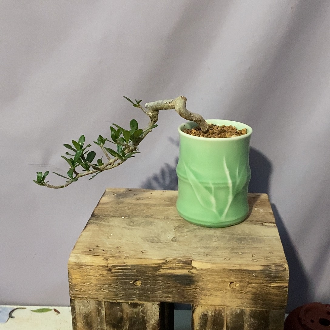 栀子花盆栽绿植熟桩