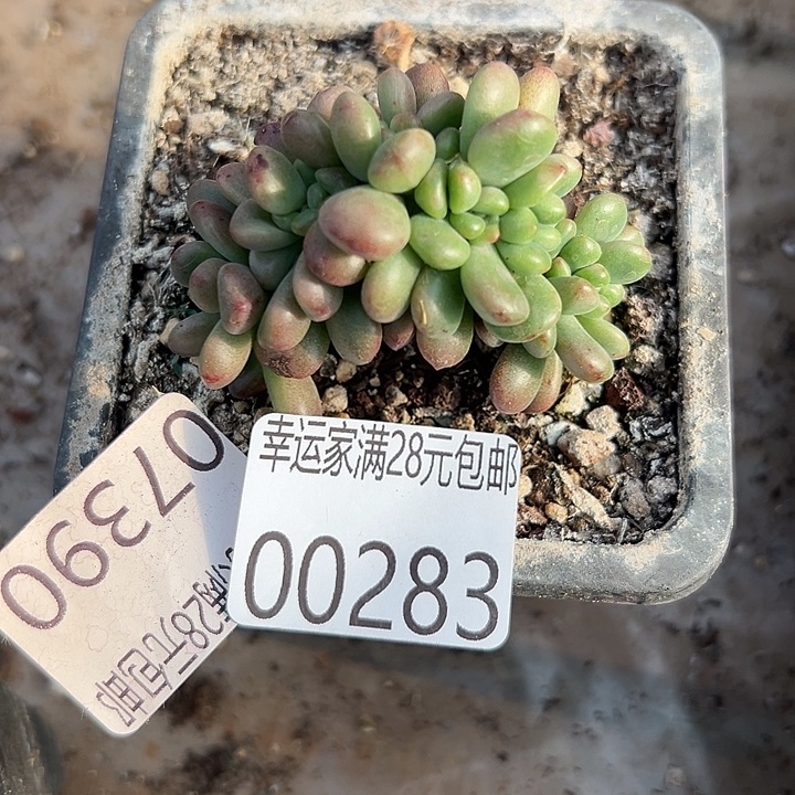 幸运儿是个好孩子呀