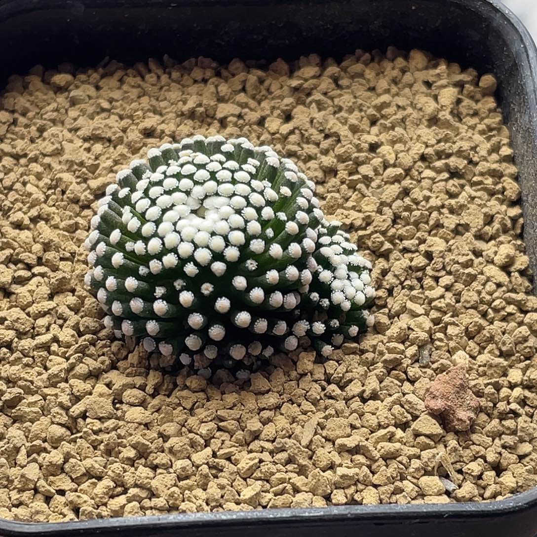 实生紫花8年松针牡丹