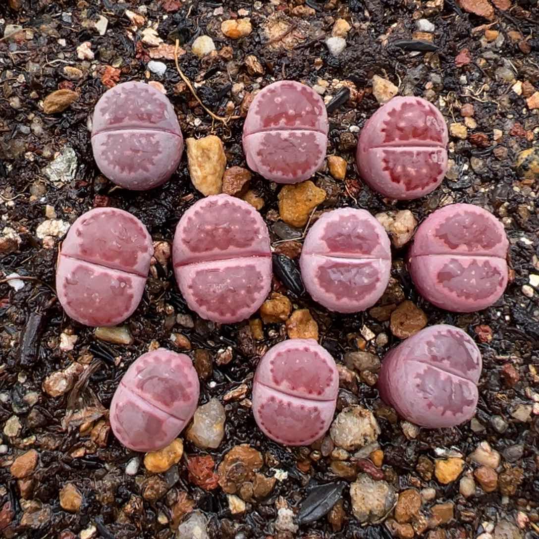 1.23好看的多肉362