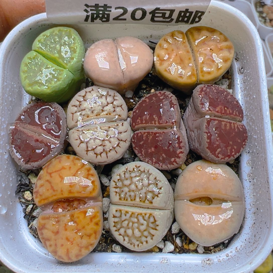 【闪购商品】 579。