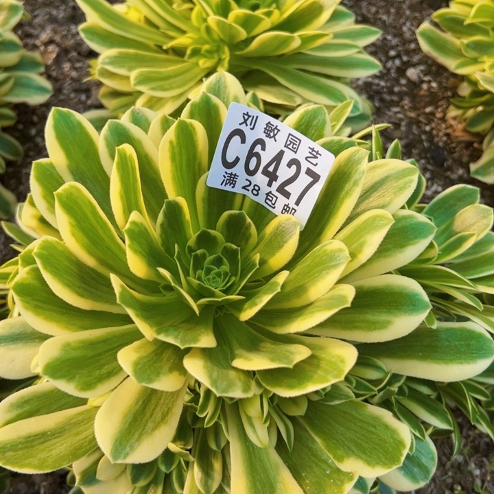 金丝粉翠多肉植物6427