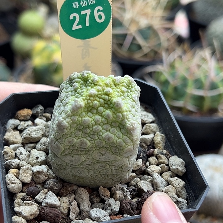 实生四方黄体凝蹄玉3.8cm