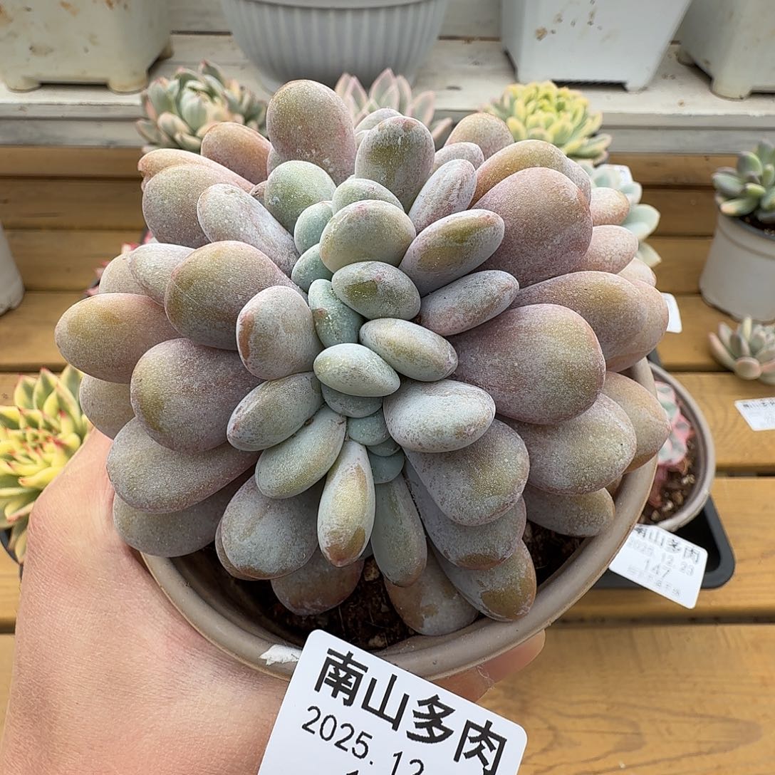 拉拉奶缀11111223-150