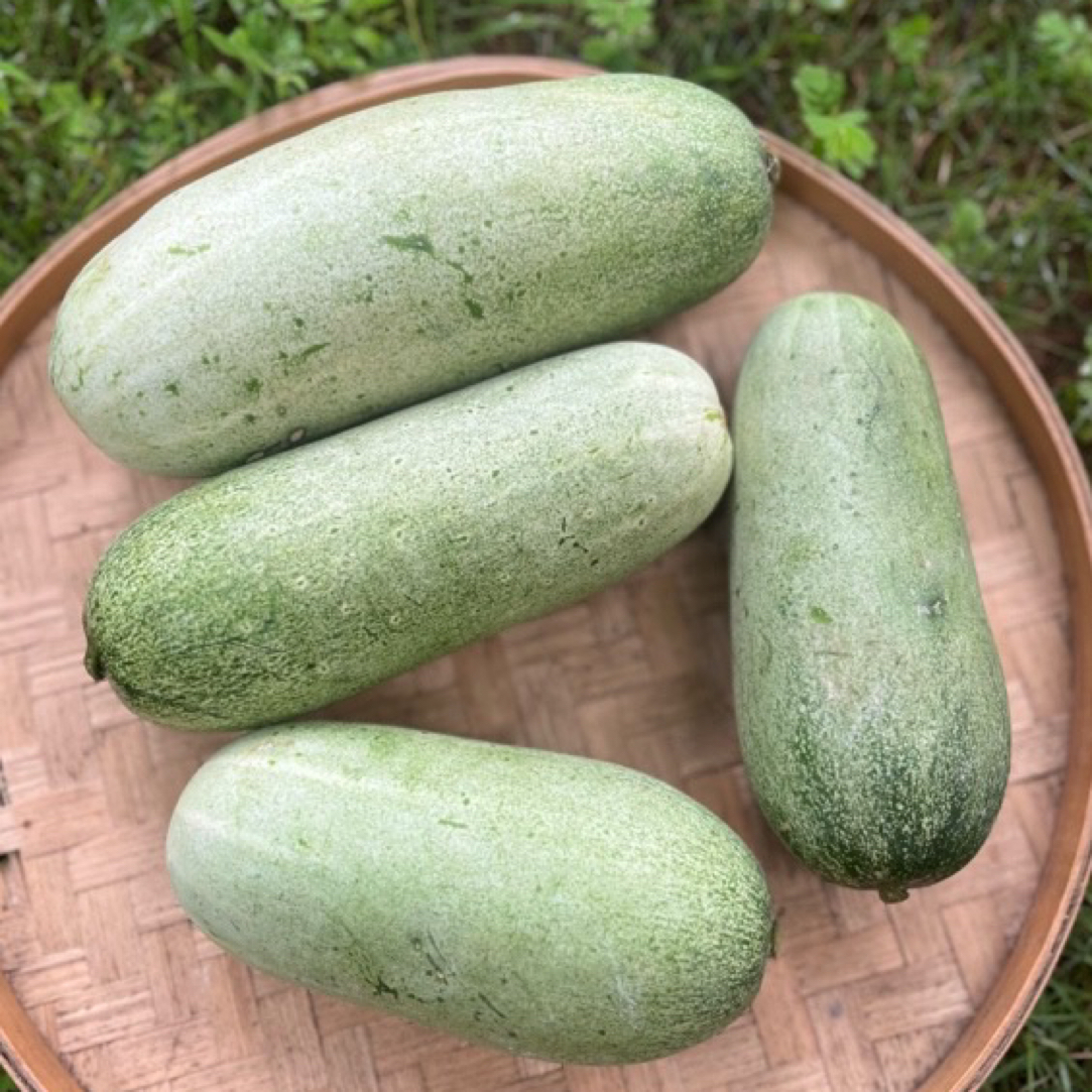 老黄瓜 云南应季水果