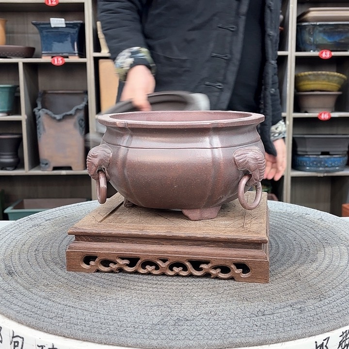 紫砂花盆紫砂的花也太漂亮