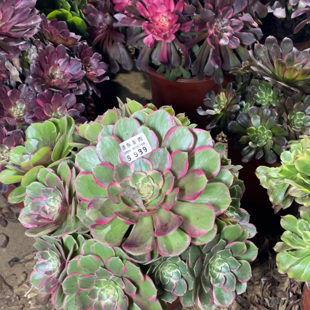 989粉花妖多肉法师断枝不包