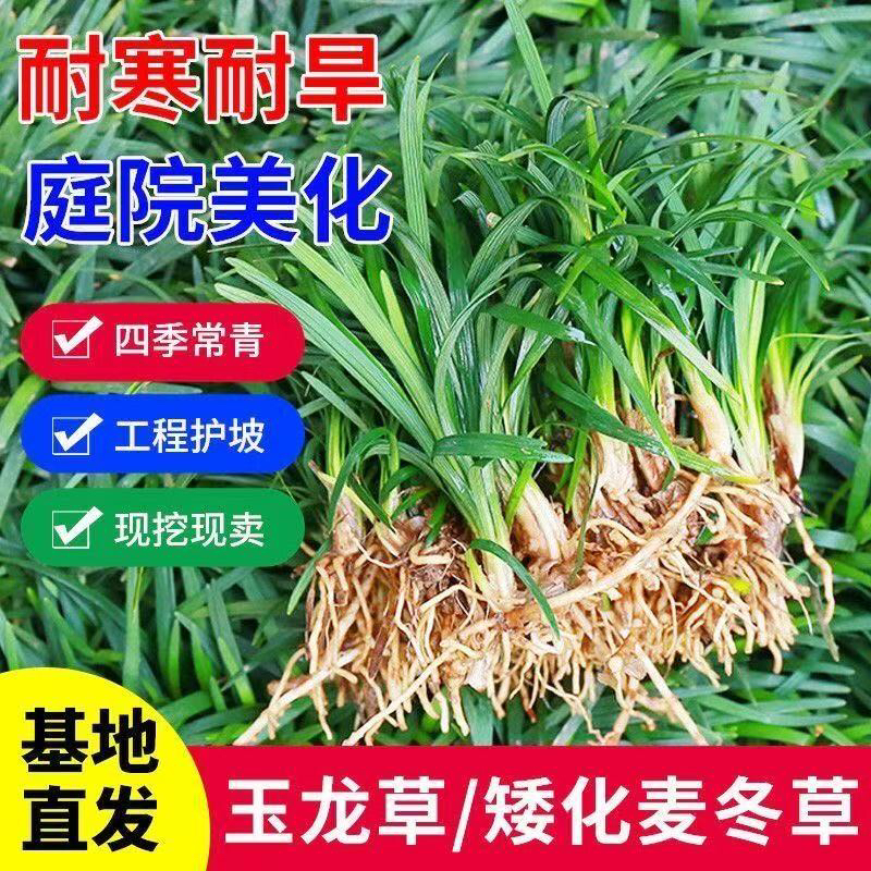 矮麦冬草庭院玉龙草苗耐寒践踏园林绿化苗木草坪植物金边麦冬草