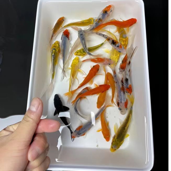 精品锦鲤7-9 17条广温可混养 包邮包损 颜色随机发货不指定