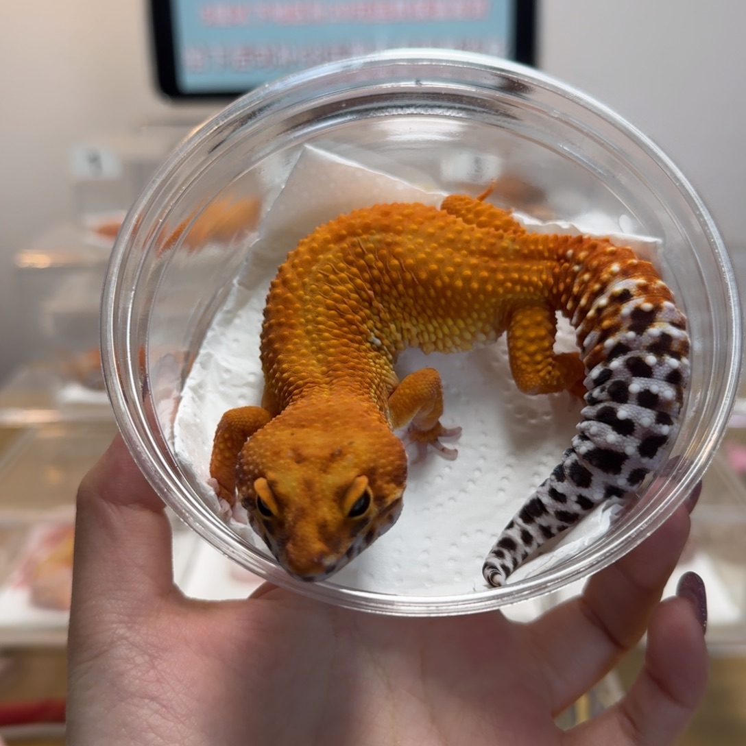 豹纹守宫蜜桔妹妹