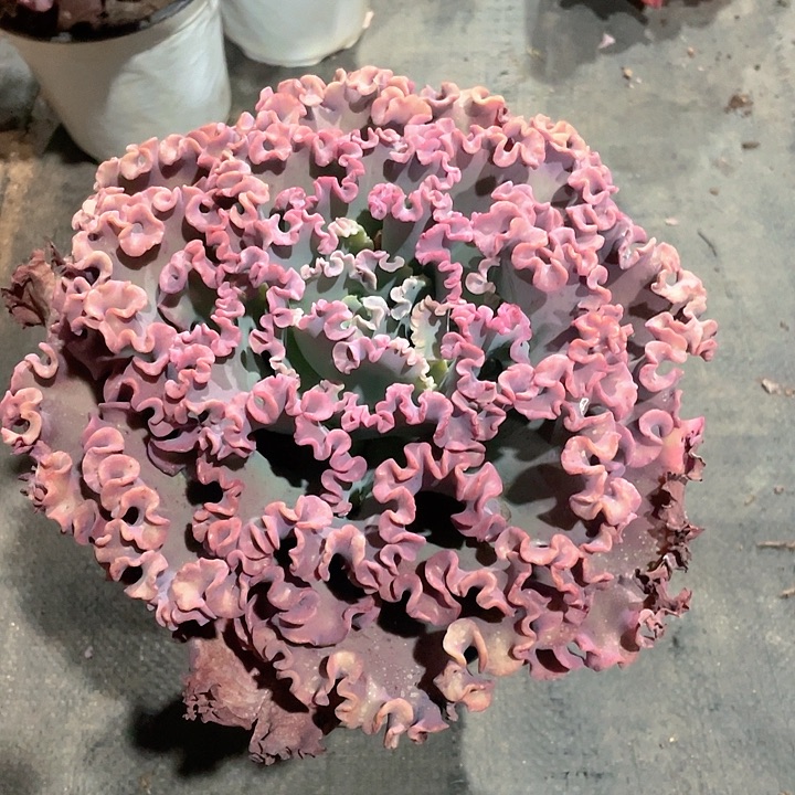 一*包菜系列A47号