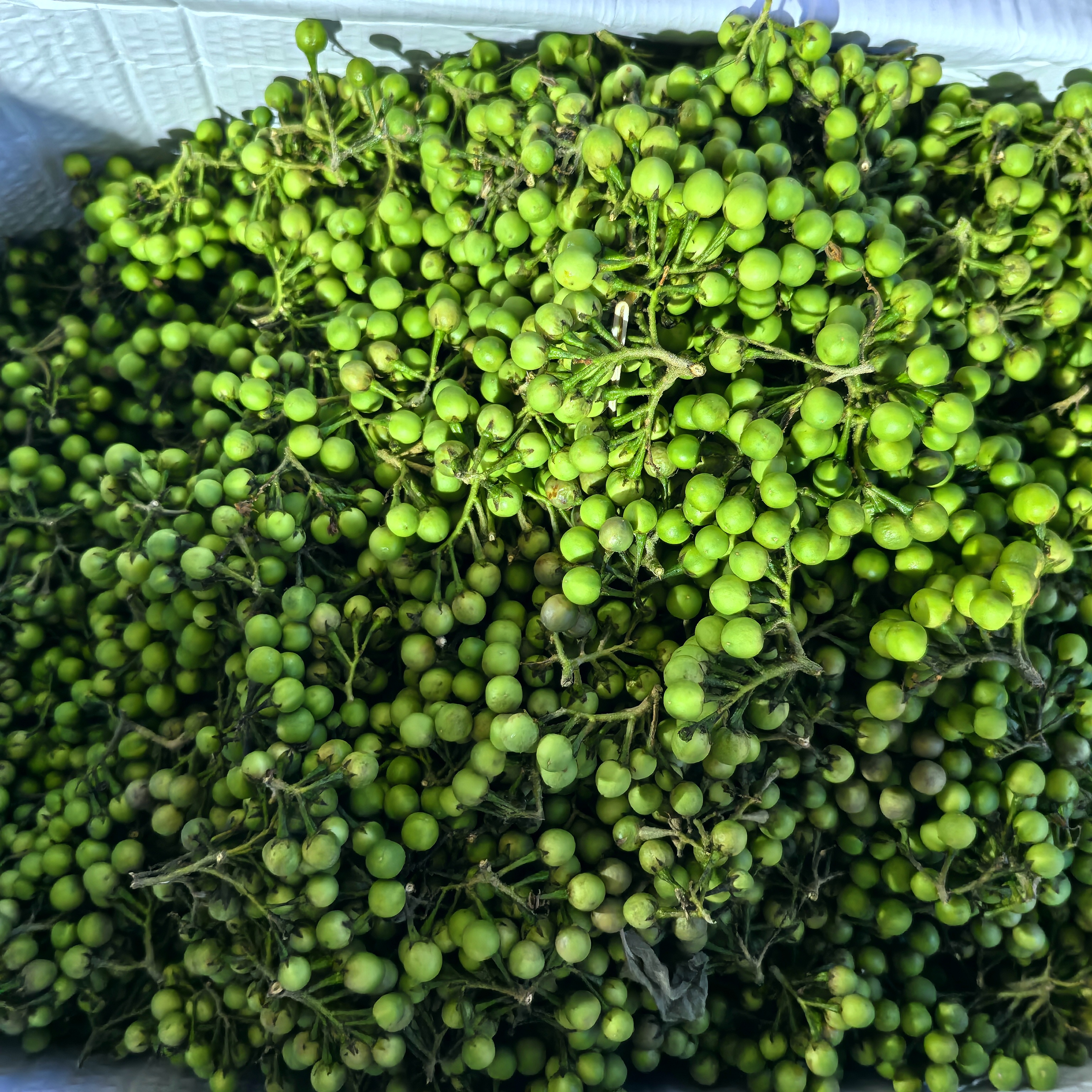 云南野生小苦子果新鲜现摘撒苤苦水原料小茄子